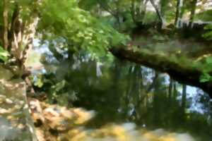 photo Club Vosgien : Marche douce bien-être