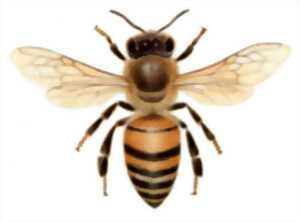 photo Dessin naturaliste