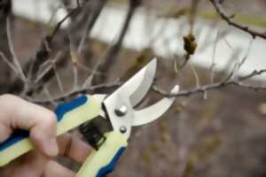 photo Cours de taille d'hiver