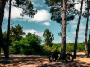 photo Crépuscule forestier