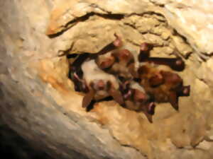 photo Fabrication de nichoirs à chauves-souris