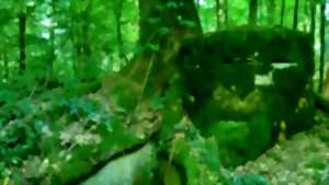 photo Sur les traces des voies ferrées stratégiques de 14-18