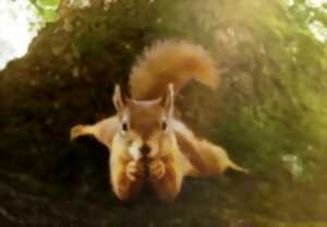 photo Le Chêne et ses habitants