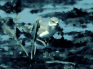 photo Regard de cinéaste : Marcel Speisser