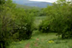 photo Entre forêt et vallon humide