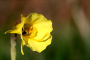 photo Formation Plantes à fleurs
