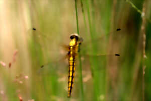 photo Formation Libellules