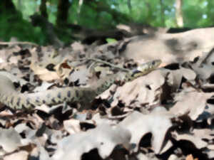 photo Formation Reptiles