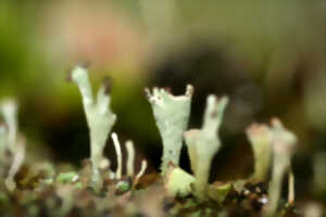 photo Formation Champignons