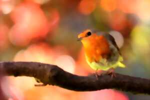 photo Journée faune ! au Jardin Bourian