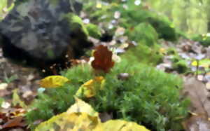 photo Ecorando à Abondant