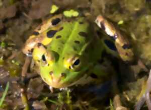 photo La mare et ses habitants