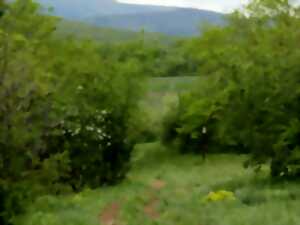 photo Entre forêt et vallon humide