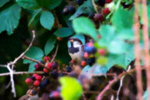 photo Sortie Nature à l'etang de la Pouge