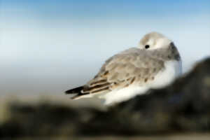 photo Réserve Naturelle Nationale du Platier d'Oye - Les oiseaux hivernants