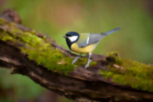 photo Réserve Naturelle Nationale du Platier d'Oye - Initiation aux chants d'oiseaux