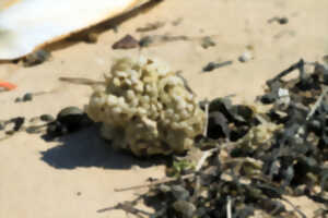 photo Réserve Naturelle Nationale du Platier d'Oye - Les secrets de la plage...