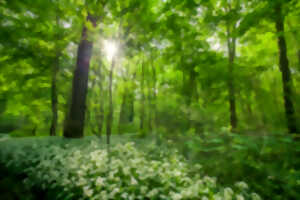 photo Bois des Hautois – Le pouvoir des arbres