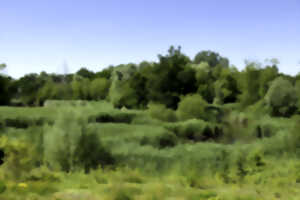 photo Bois des Hautois - Balade musicale, nature et patrimoine