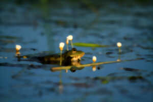 photo Val du Flot – Coâ, quoi ? Qui vit dans la mare ?