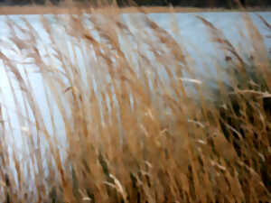 photo Vive les zones humides ! - Copie