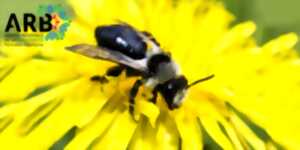 photo RDV de la biodiversité : et si tu devenais une abeille sauvage ?
