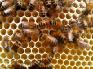 photo À la découverte du monde des abeilles