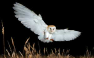 photo Nuit d'observation des chouettes