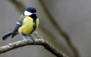 photo Au chant des oiseaux