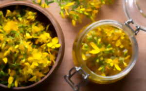 photo Cuisinons les plantes sauvages