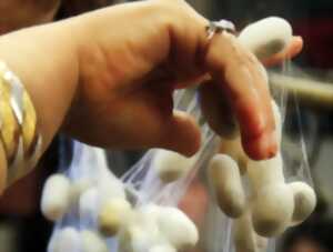 photo LA SOIE AVANT LES FILATURES