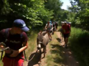 photo Activité : médiation asine