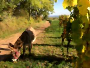 photo Activité : randonnée avec les ânes