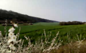 photo Balade découverte de la biodiversité d'un coteau calcaire