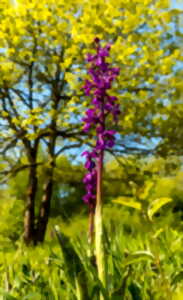 photo Les orchidées sauvages