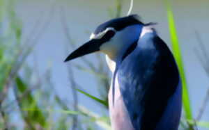 photo Observation des oiseaux pour la journée mondiale des migrateurs