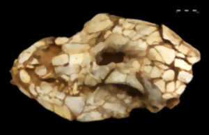 photo DES OBJETS ARCHEOLOGIQUES SORTENT DES RESERVES ARCHEOLOGIQUES A TAUTAVEL