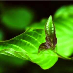 photo Poésie avec l'Elan