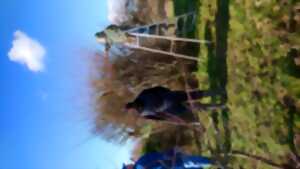 photo Chantier corridor - Petite Camargue Alsacienne