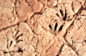 photo LA LIEUDE : SUR LES TRACES DES ANIMAUX DES TEMPS GÉOLOGIQUES