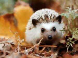 photo Ciné-débat : Le voyage épique d'un hérisson