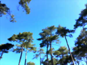 photo Visite des forages de la forêt du Pignada