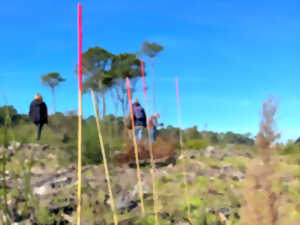photo Agir pour l’entretien de la forêt du Pignada