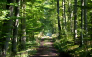 photo Les secrets de la forêt de Dreux