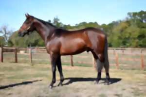 photo Le haras de mandore