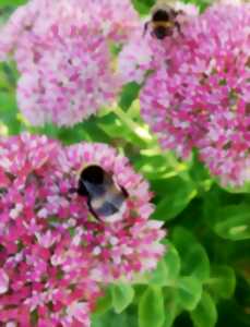 photo Le monde précieux des pollinisateurs