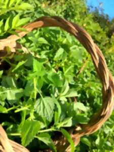 photo Atelier remèdes et bienfaits des plantes sauvages