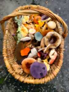 photo Journée mycologique : cueillette de champignons