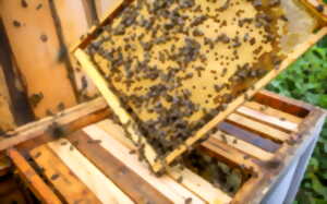 photo Le miel et les abeilles