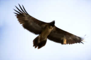 photo MIGRATION DES OISEAUX